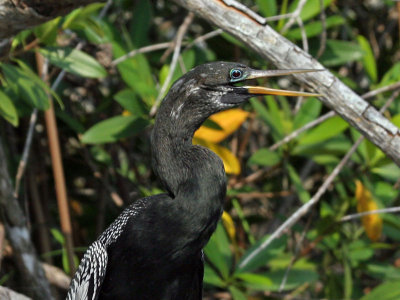 IMG_5986 Anhinga.jpg