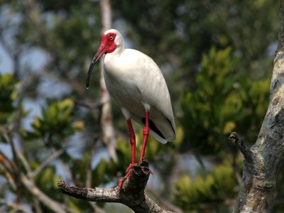 IMG_5942 White Ibis.jpg