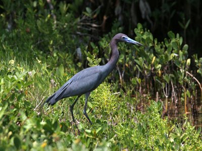 IMG_5849 Little Blue Heron.jpg