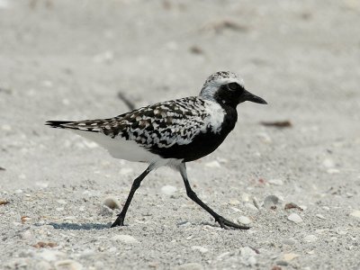 IMG_6319 Black-bellied Plover.jpg