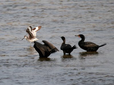 IMG_6187 Willet - Cormorants.jpg