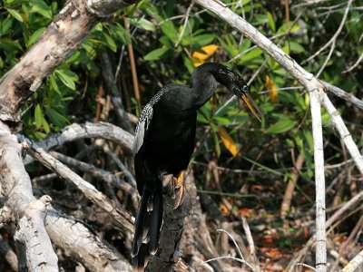 IMG_5985 Anhinga.jpg