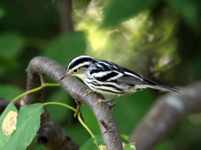 IMG_7154 Black and White Warbler.jpg