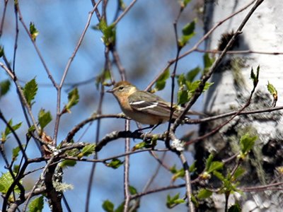 IMG_2230 Bay-breasted Warbler.jpg