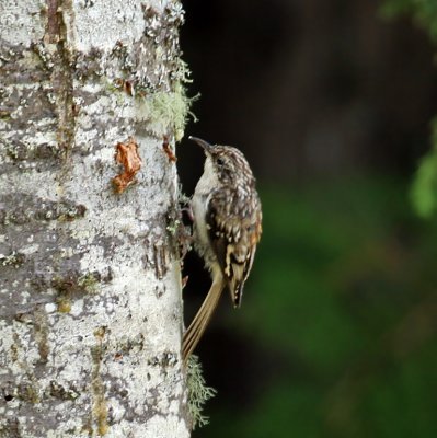 IMG_9028 Brown Creeper.jpg