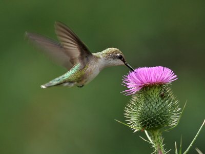 IMG_9318 Ruby-throated Hummingbird.jpg