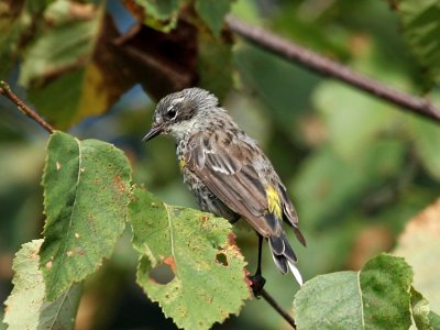 IMG_9302 Yellow-rumped Warbler.jpg