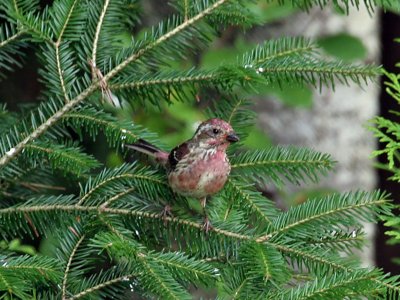 IMG_8358 Purple Finch.jpg