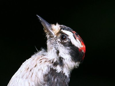 IMG_9596 Downy Woodpecker male.jpg