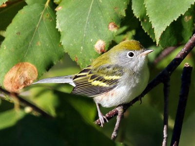 IMG_0382 Chestnut-sided Warbler.jpg