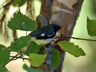 IMG_0276 Black-throated Blue Warbler.jpg