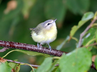 IMG_0672Tennessee Warbler.jpg