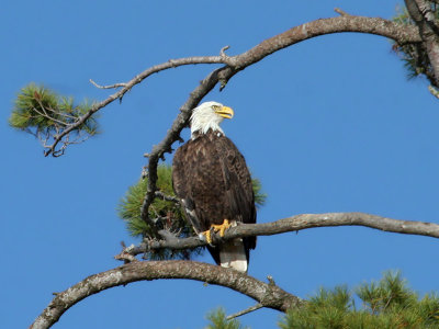 IMG_1208  Bald Eagle.jpg