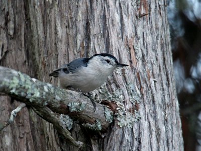 IMG_1520 Nuthatch.jpg