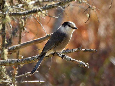 IMG_1814 Gray Jay.jpg