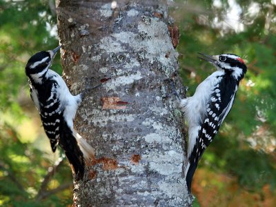 IMG_1545 Woodpeckers.jpg