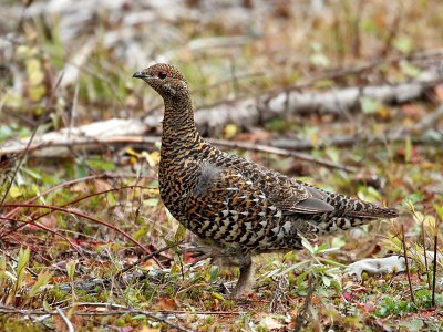 IMG_2553 Spruce Grouse.jpg