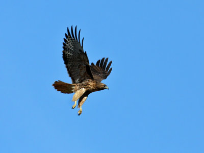 IMG_1065 Red-tailed Hawk.jpg