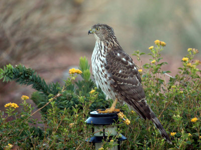 IMG_5240 Cooper's Hawk.jpg