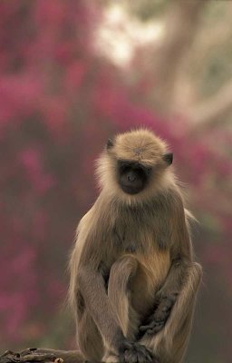 Monkey in Mangalore Gardens