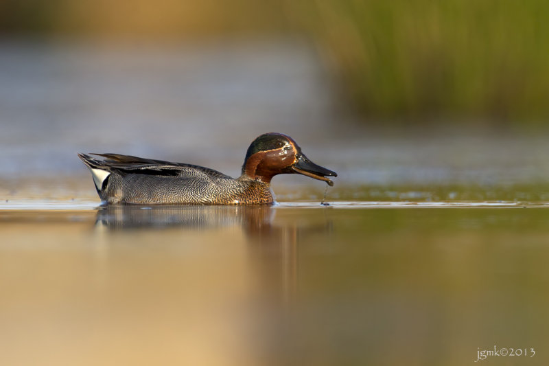 Wintertaling/Teal