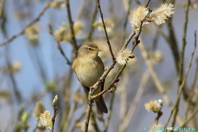 Tjiftjaf/Chiffchaff 