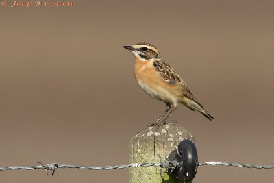 Paapje/Whinchat