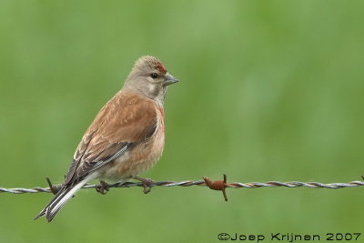 Kneu/Linnet