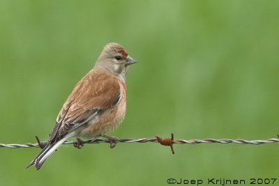 Kneu/Linnet