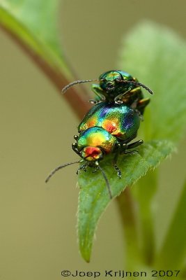 Goudhaantje/Chrysolina fastuosa