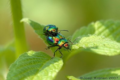 Goudhaantje/Chrysolina fastuosa