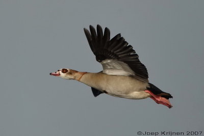 Nijlgans/Egyptian Goose