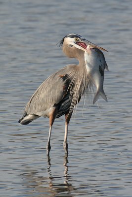 great blue heron