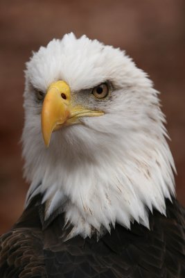 Bald eagle .jpg