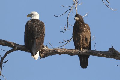 mature and young eagle