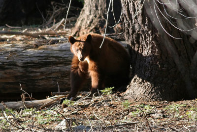 Bear at Sequoia National Park