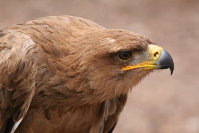 Tawny Eagle