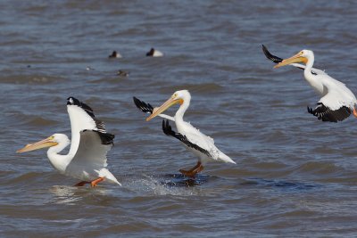 white pelicans