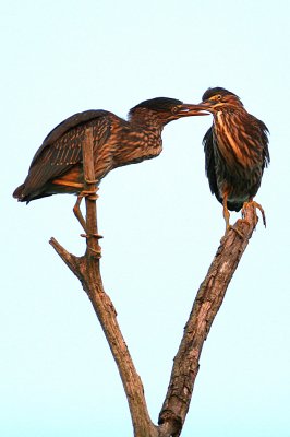 Juvenile Black Crowned Night Herons.