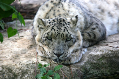 Snow Leopard