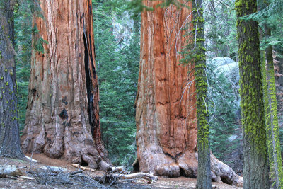 Sequoia Nat. Park