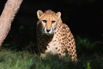 cheetah.