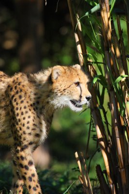young cheetah.