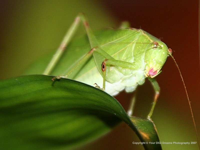 Katydid