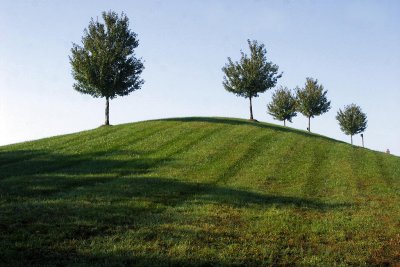 Trees On Hilltop