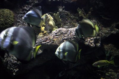 Las Vegas Aquarium