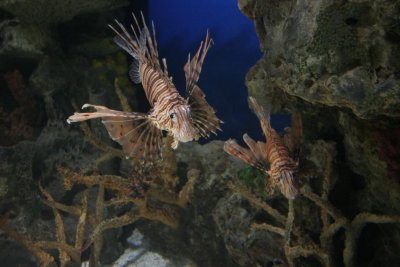 Las Vegas Aquarium