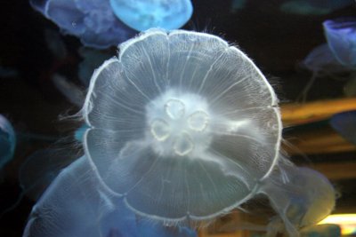 Las Vegas Aquarium