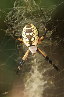 Black  Yellow Argiope