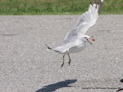 Gulls - All Kinds